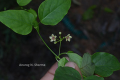 Tylophora pauciflora